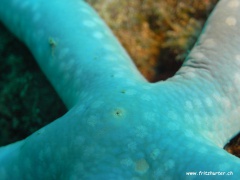 Linckia laevigata (Blauer Seestern)